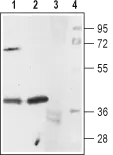 WB analysis of mouse (lanes 1 and 3) and rat (lanes 2 and 4) brain membrane lysates using GTX02545 5-HT1A receptor antibody.<br>Lane 1, 2 : Primary antibody<br>Lane 3, 4 : Primary antibody prior incubated with immunogene peptide<br>Dilution : 1:200