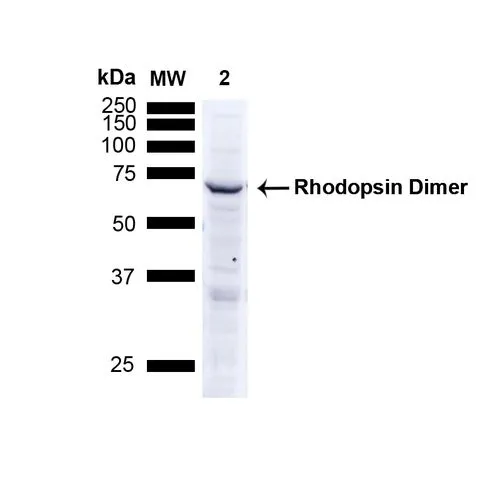 WB analysis of A549 cell lysate using GTX02563 Rhodopsin antibody [4D2].<br>Loading : 15 ?g<br>Dilution : 1:1000