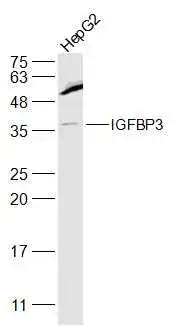 WB analysis of HepG2 whole cell lysate using GTX02574 IGFBP3 antibody.<br>Dilution : 1:1000