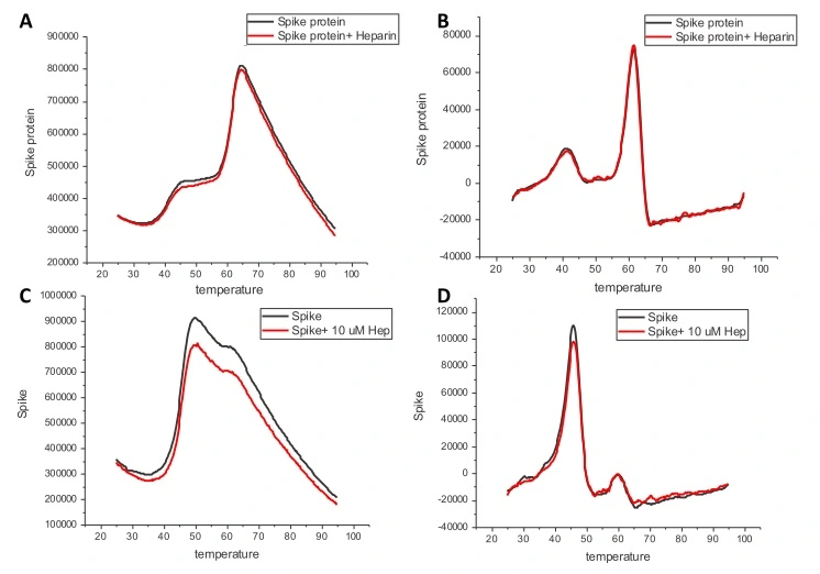 Differential scanning fluorimetry (DFS) analysis the stability and the heparin binding ability. DSF of proteins were performed in the absence or presence of heparin (10 microM). The scanning fluorimetry data of the two batches shows the protein is both stable and functional, with heparin binding activity. A and C : Melting curve of spike protein. B and D : First derivative of the melting curves of spike to show its melting temperature as peak. A and B : the first batch of spike protein (PBS) C and D : the second batch of spike protein (PBS, 20% glycerol).