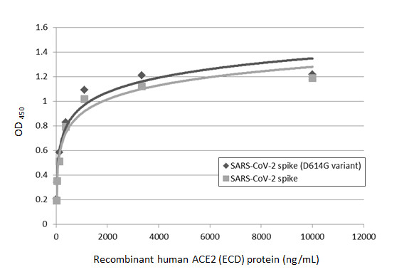 Functional ELISA analysis of immobilized recombinant SARS-CoV-2 (COVID-19) Spike (D614G variant) protein, His tag (active) (GTX02575-pro), and SARS-CoV-2 spike (trimer) protein (coated at 2 microg/mL) binding to soluble recombinant Human ACE2 (ECD) protein , mouse IgG Fc tag (GTX135683-pro) (13-10000 ng/mL). Bound protein was detected by Goat Anti-Mouse IgG antibody (HRP) (13111-01) (1:10000).