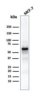 WB analysis of MCF-7 whole cell lysate using GTX02583 AKT1 antibody [rAKT1/2491].
