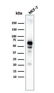 WB analysis of MCF-7 whole cell lysate using GTX02584 AKT1 antibody [AKT1/3898R].