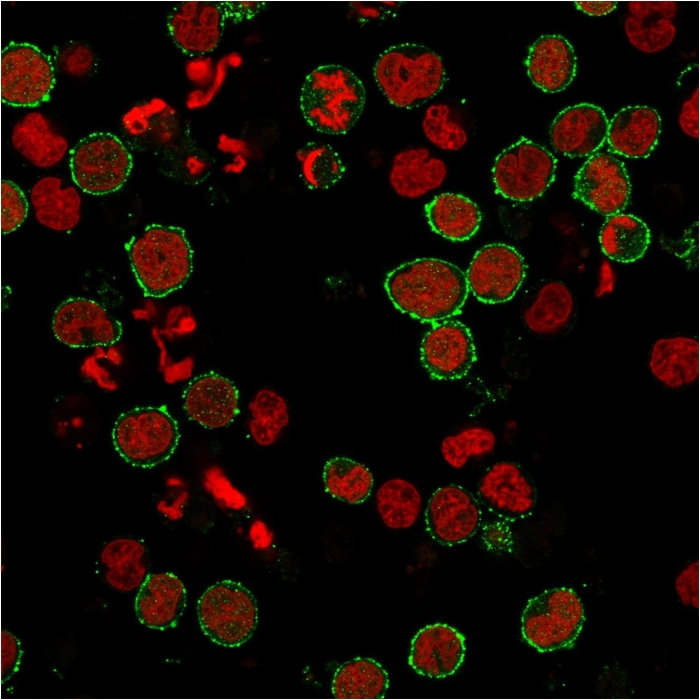 ICC/IF analysis of MOLT-4 cells using GTX02609 CD6 antibody [C6/2884R]. Green : Primary antibody Red : nuclear counterstain