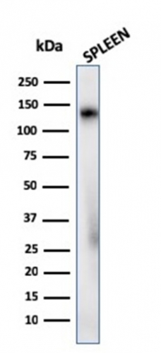 WB analysis of human Spleen tissue lysate using GTX02611 CD68 antibody [C68/2908R].