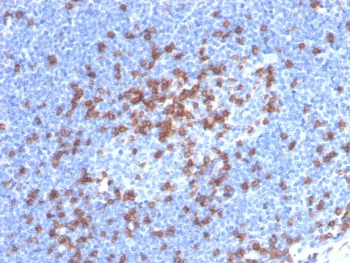 IHC-P analysis of human lymph node tissue section using GTX02616 CD8 alpha antibody [CD8/4391R].