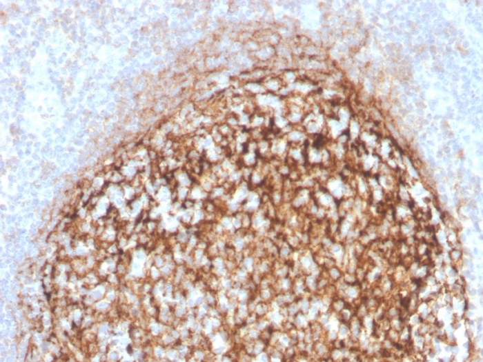 IHC-P analysis of human tonsil tissue section using GTX02623 CD35 antibody [CR1/4382R].