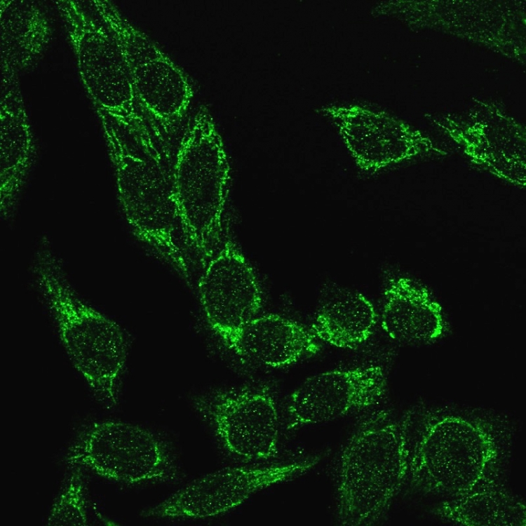 ICC/IF analysis of PFA fixed HeLa cells using GTX02626 Cytochrome C antibody [CYCS/3128R]. Green : Primary antibody