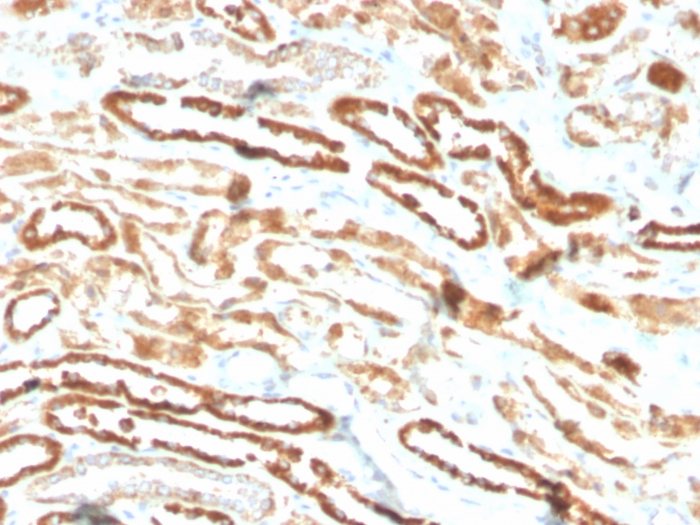 IHC-P analysis of human kidney tissue section using GTX02631 EPO antibody [EPO/3793R].