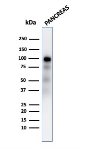 WB analysis of human pancreas tissue lysate using GTX02645 GP2 antibody [GP2/2569R].