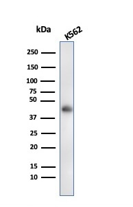 WB analysis of K562 whole cell lysate using GTX02647 Glycophorin A antibody [rGYPA/280].