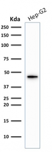 WB analysis of HepG2 whole cell lysate using GTX02659 Cytokeratin 19 antibody [KRT19/1959R].