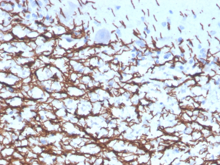 IHC-P analysis of human cerebellum tissue section using GTX02673 Myelin basic protein antibody [rMBP/4288].