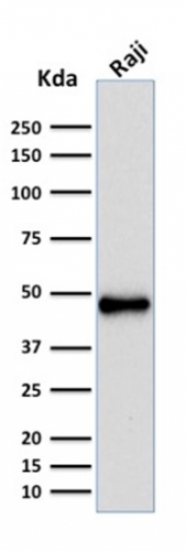 WB analysis of Raji whole cell lysate using GTX02690 PAX5 antibody [rPAX5/2060].