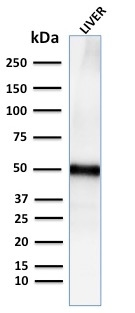 WB analysis of human liver tissue lysate using GTX02691 ADFP antibody [ADFP/2755R].