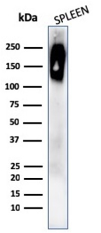 WB analysis of human spleen tissue lysate using GTX02699 CD45RB antibody [rPTPRC/1132].