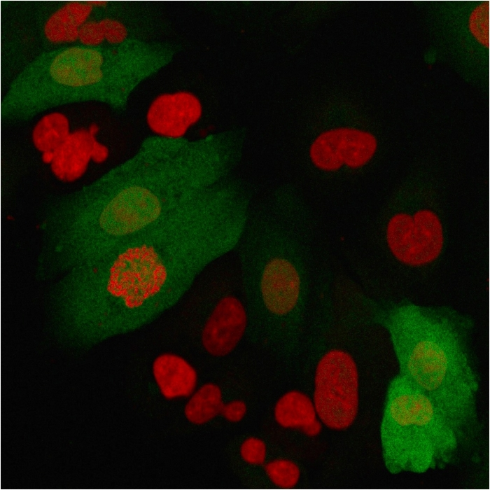 ICC/IF analysis of A549 cells using GTX02703 S100A4 antibody [S100A4/2750R]. Green : Primary antibody Red : nuclear counterstain