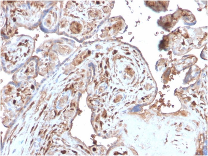 IHC-P analysis of human placenta tissue section using GTX02703 S100A4 antibody [S100A4/2750R].