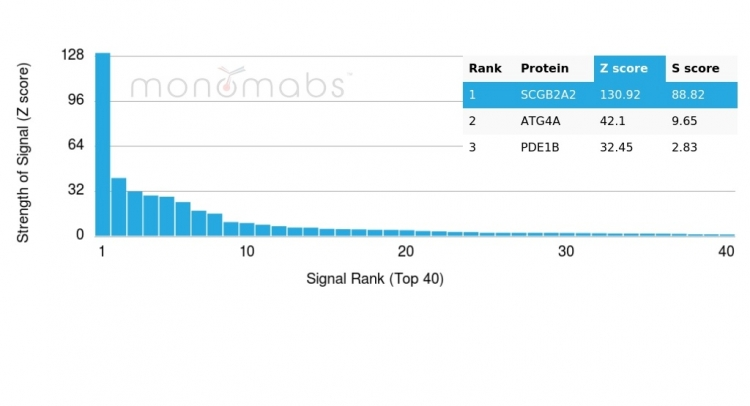 Analysis of Protein Array containing >19,000 full-length human proteins using Mammaglobin-Monospecific (SCGB2A2) Recombinant Rabbit Monoclonal Antibody (MGB/4057R).Z- and S- Score: The Z-score represents the strength of a signal that a monoclonal antibody (MAb) (in combination with a fluorescently-tagged anti-IgG secondary antibody) produces when binding to a particular protein on the HuProtTM array. Z-scores are described in units of standard deviations (SDs) above the mean value of all signals generated on that array. If targets on HuProtTM are arranged in descending order of the Z-score, the S-score is the difference (also in units of SDs) between the Z-score. S-score therefore represents the relative target specificity of a MAb to its intended target. A MAb is considered to specific to its intended target, if the MAb has an S-score of at least 2.5. For example, if a MAb binds to protein X with a Z-score of 43 and to protein Y with a Z-score of 14, then the S-score for the binding of that MAb to protein X is equal to 29.