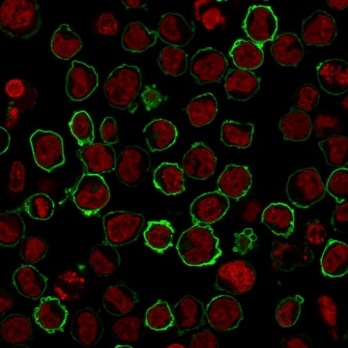ICC/IF analysis of K562 cells using GTX02714 CD43 antibody [SPN/2049R]. Green : Primary antibody Red : nuclear counterstain