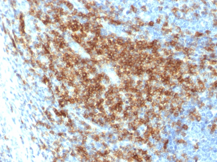 IHC-P analysis of human tonsil tissue section using GTX02714 CD43 antibody [SPN/2049R].