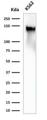 WB analysis of K562 whole cell lysate using GTX02714 CD43 antibody [SPN/2049R].