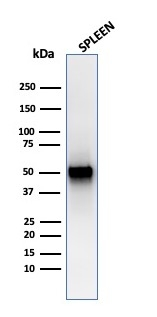 WB analysis of human spleen tissue lysate using GTX02733 Thymidine Phosphorylase antibody [rTYMP/3444].