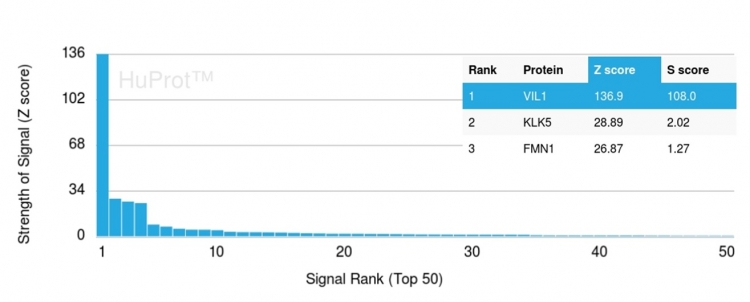 Analysis of Protein Array containing more than 19,000 full-length human proteins using Villin-Monospecific Recombinant Mouse Monoclonal Antibody (rVIL1/1325) Z- and S- Score: The Z-score represents the strength of a signal that a monoclonal antibody (MAb) (in combination with a fluorescently-tagged anti-IgG secondary antibody) produces when binding to a particular protein on the HuProtTM array. Z-scores are described in units of standard deviations (SDs) above the mean value of all signals generated on that array. If targets on HuProtTM are arranged in descending order of the Z-score, the S-score is the difference (also in units of SDs) between the Z-score. S-score therefore represents the relative target specificity of a MAb to its intended target. A MAb is considered to specific to its intended target, if the MAb has an S-score of at least 2.5. For example, if a MAb binds to protein X with a Z-score of 43 and to protein Y with a Z-score of 14, then the S-score for the binding of that MAb to protein X is equal to 29.