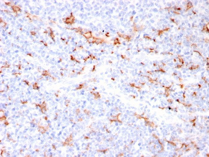 IHC-P analysis of human tonsil tissue section using GTX02753 S100A8 + S100A9 antibody [MAC3157R].