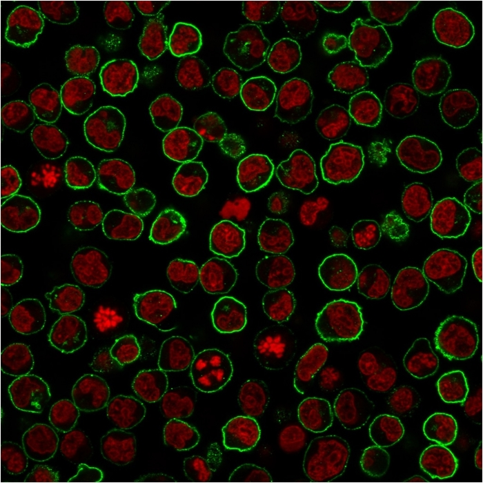 ICC/IF analysis of PFA-fixed Raji cells using GTX02760 CD45RB antibody [PTPRC/2877R]. Green : Primary antibody Red : Phalloiden (membrane)
