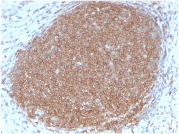 IHC-P analysis of human lymph node tissue section using GTX02760 CD45RB antibody [PTPRC/2877R].