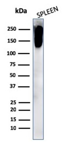 WB analysis of human spleen tissue lysate using GTX02760 CD45RB antibody [PTPRC/2877R].