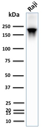 WB analysis of Raji whole cell lysate using GTX02760 CD45RB antibody [PTPRC/2877R].