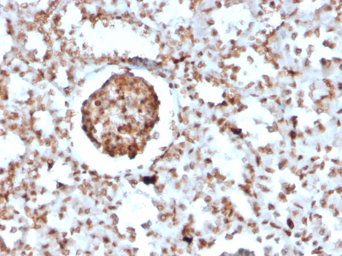 IHC-P analysis of mouse BrdU-incorporated kidney tissue section using GTX02762 BrdU antibody [BRD2888R].