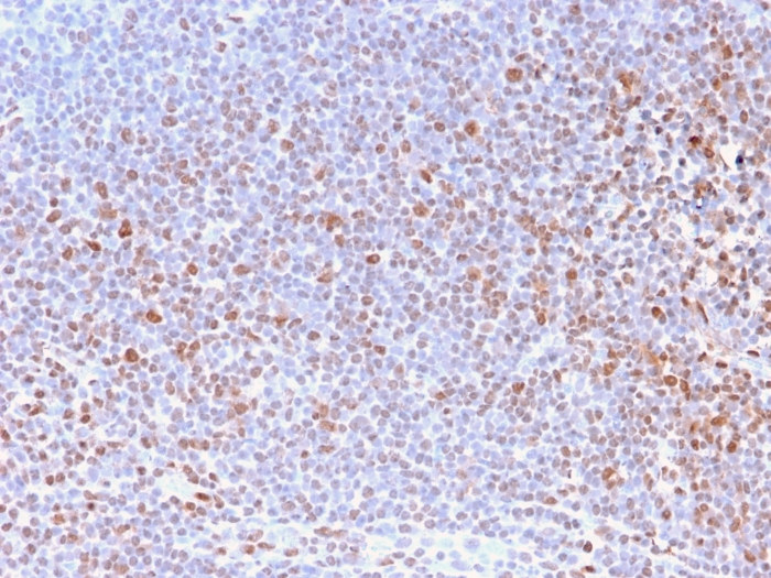 IHC-P analysis of human tonsil tissue section using GTX02768 Nuclear Antigen antibody [NM2984R].