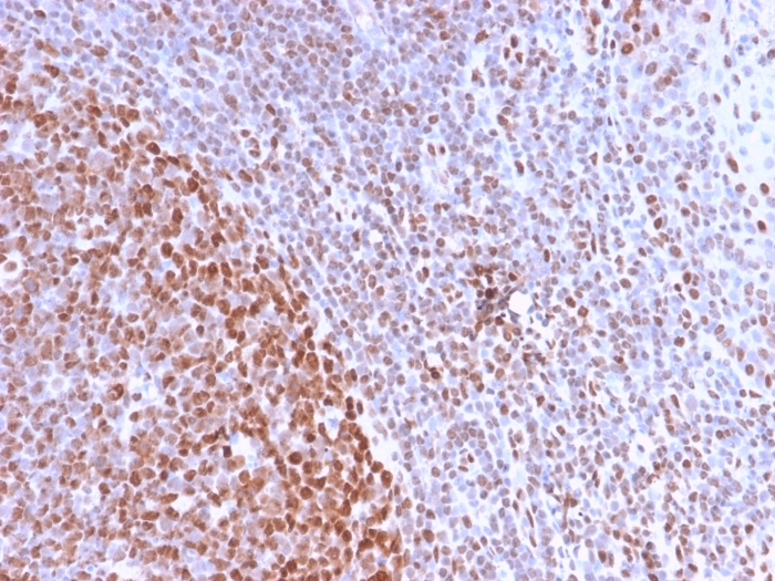 IHC-P analysis of human tonsil tissue section using GTX02768 Nuclear Antigen antibody [NM2984R].
