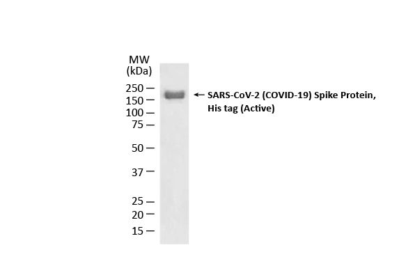 SDS-PAGE analysis of GTX02774-pro SARS-CoV-2 (COVID-19) Spike (ECD) Protein, His tag (active).