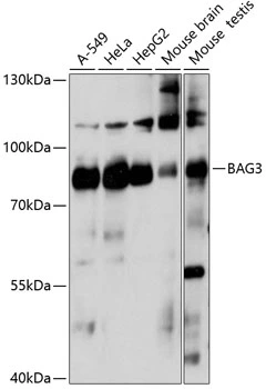 WB analysis of various sample lysates using GTX02777 BAG3 antibody. Dilution : 1:1000 Loading : 25microg per lane WB analysis of various sample lysates using GTX02777 BAG3 antibody. Dilution : 1:1000 Loading : 25microg per lane