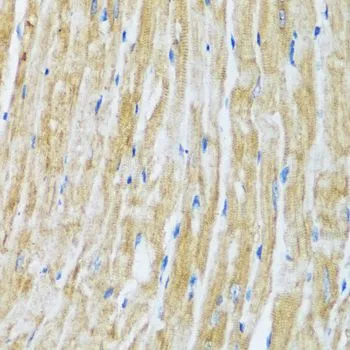 IHC-P analysis of mouse heart tissue using GTX02777 BAG3 antibody. Dilution : 1:100