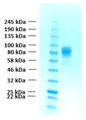 SDS-PAGE of GTX02781-pro Human FGFR1 alpha IIIb (extracellular region) protein.