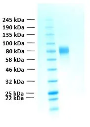 SDS-PAGE of GTX02783-pro Human FGFR2 alpha IIIb (extracellular region) protein.