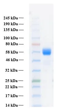 SDS-PAGE of GTX02785-pro Human FGFR3 alpha IIIb (extracellular region) protein.