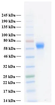SDS-PAGE of GTX02786-pro Human FGFR3 alpha IIIc (extracellular region) protein.