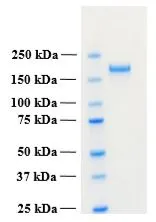 SDS-PAGE of GTX02788-pro Human PLA2R1 (extracellular region) protein.