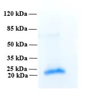 SDS-PAGE of GTX02791-pro Human PLA2R1 (extracellular region) protein.
