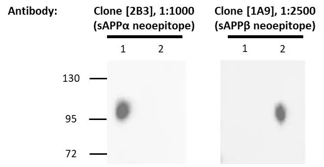 WB analysis of GTX02796-pro Human APP alpha (extracellular region) protein and GTX02797-pro Human APP beta (extracellular region) protein using APP alpha specific antibody (clone[2B3]) (left panel) or APP beta specific antibody (clone [1A9]) (right panel).