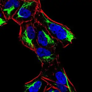 ICC/IF analysis of HeLa cells using GTX02812 ATF3 antibody [7F1B10]. Green : Primary antibody Blue : DRAQ5 fluorescent DNA dye Red : Actin filaments