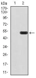 WB analysis of HEK293 (Lane 1) and ATF3 (AA: 1-181)-hIgGFc transfected HEK293 (Lane 2) cell lysate using GTX02812 ATF3 antibody [7F1B10].