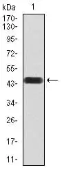 WB analysis of human ATF3 (AA: 1-181) recombinant protein using GTX02812 ATF3 antibody [7F1B10].