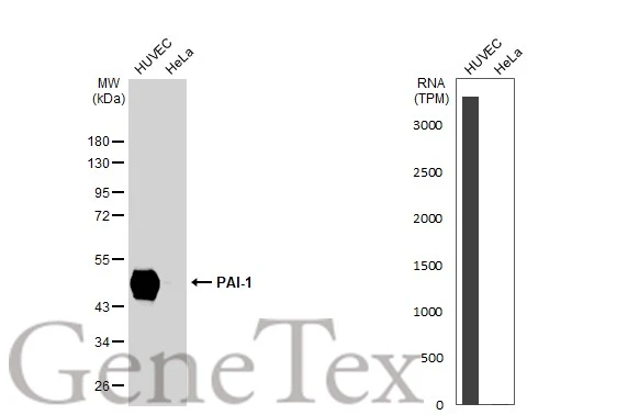 Various whole cell extracts (30 microg) were separated by 10% SDS-PAGE, and the membrane was blotted with PAI-1 antibody [GT1223] (GTX02817) diluted at 1:1000. The HRP-conjugated anti-rabbit IgG antibody (GTX213110-01) was used to detect the primary antibody. Corresponding RNA expression data for the same cell lines are based on Human Protein Atlas program.